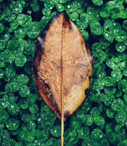 Green-Leaf